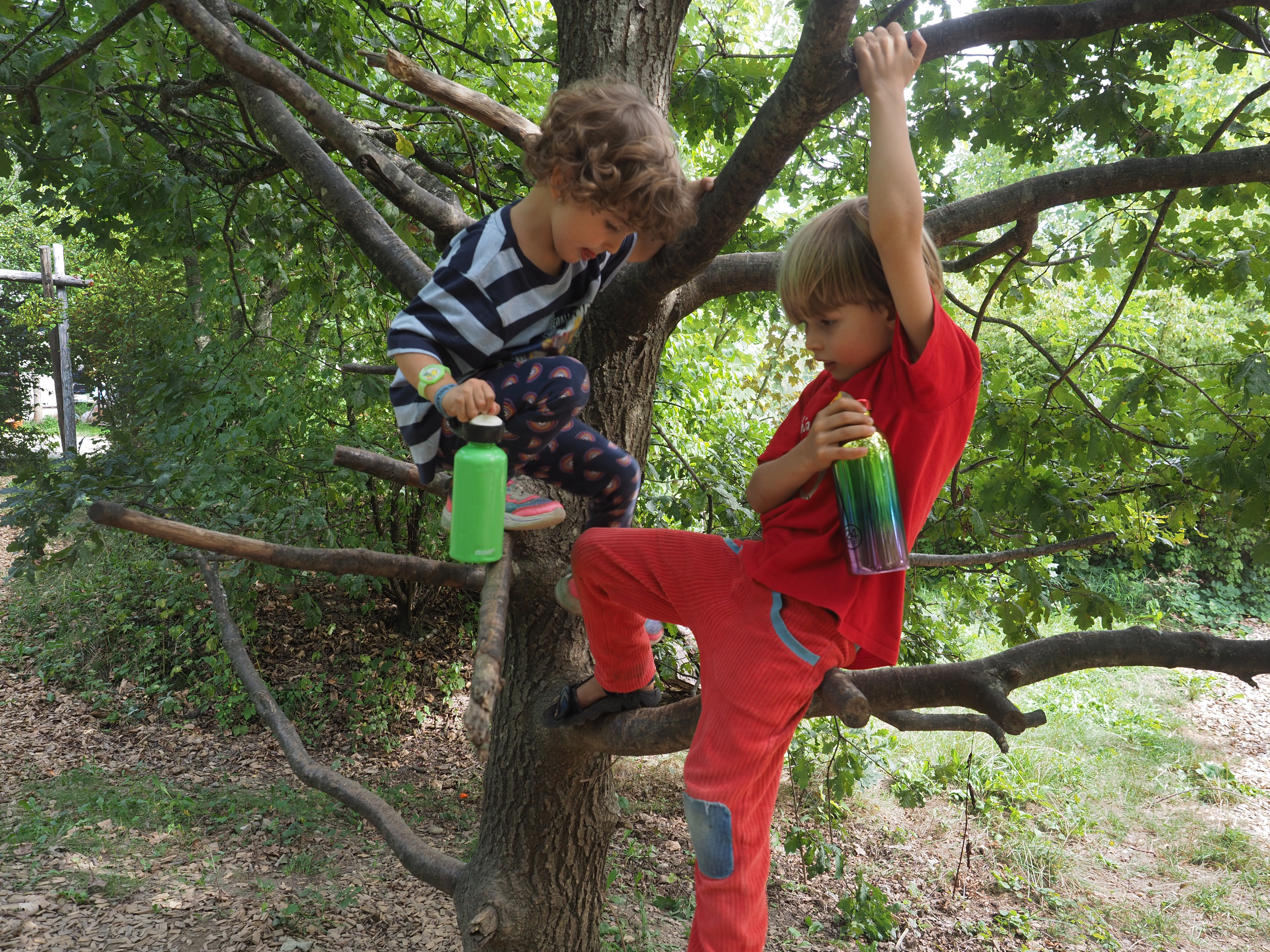 Symbolbild DOK Kinder klettern auf Baum